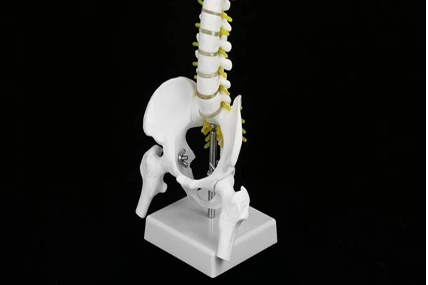 Skeletal Anatomy Model